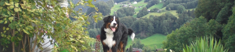 Berner Sennen von den Amperauen